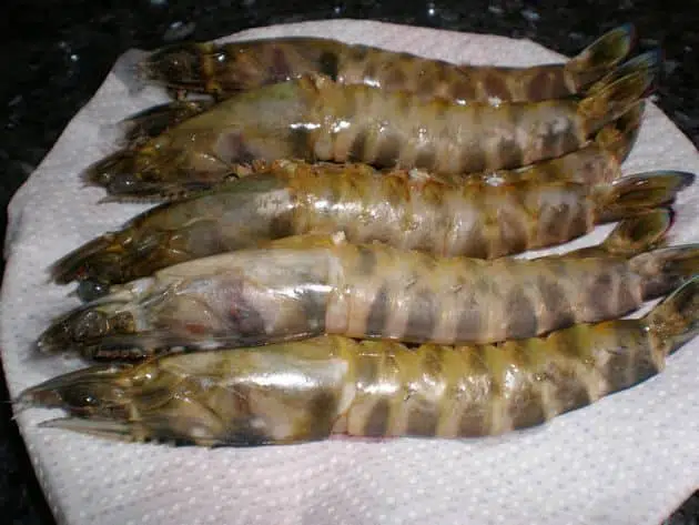 olympus-digital-camera-9737