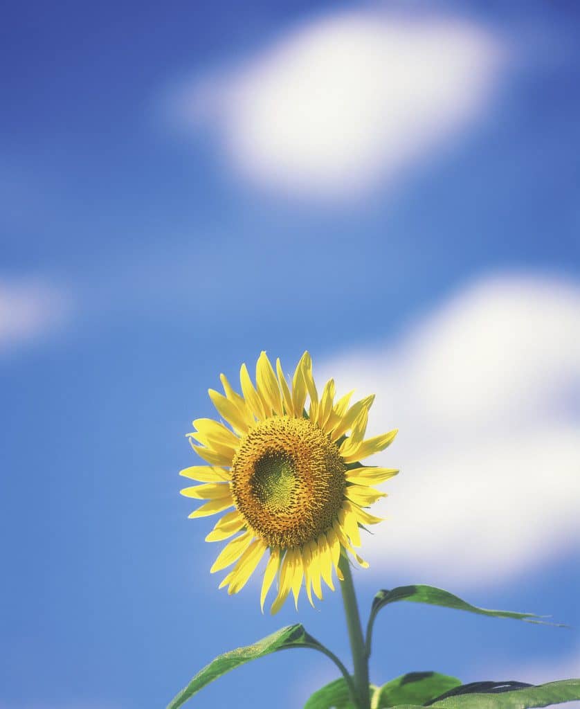 655cf7f08254436b1df6b279ffc38784