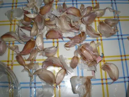 olympus-digital-camera-5547