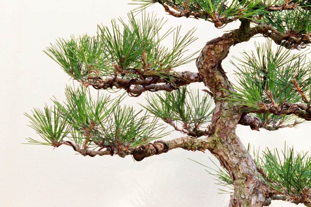 707590d2008a8e80f15b39c1bedd85e7