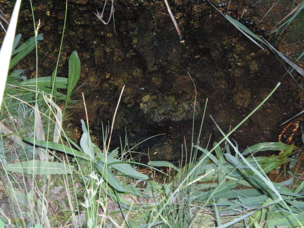 a868dc64f170dbf0996ef66cc77d4331