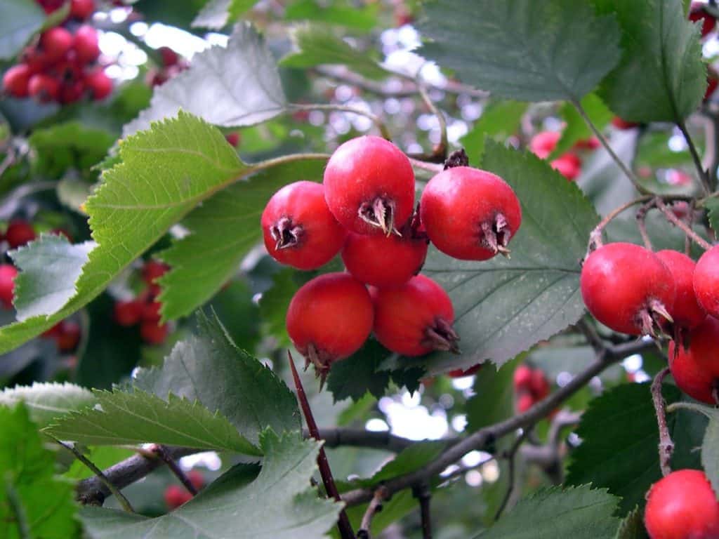 336d6e45001c603052accd6de4c50b60