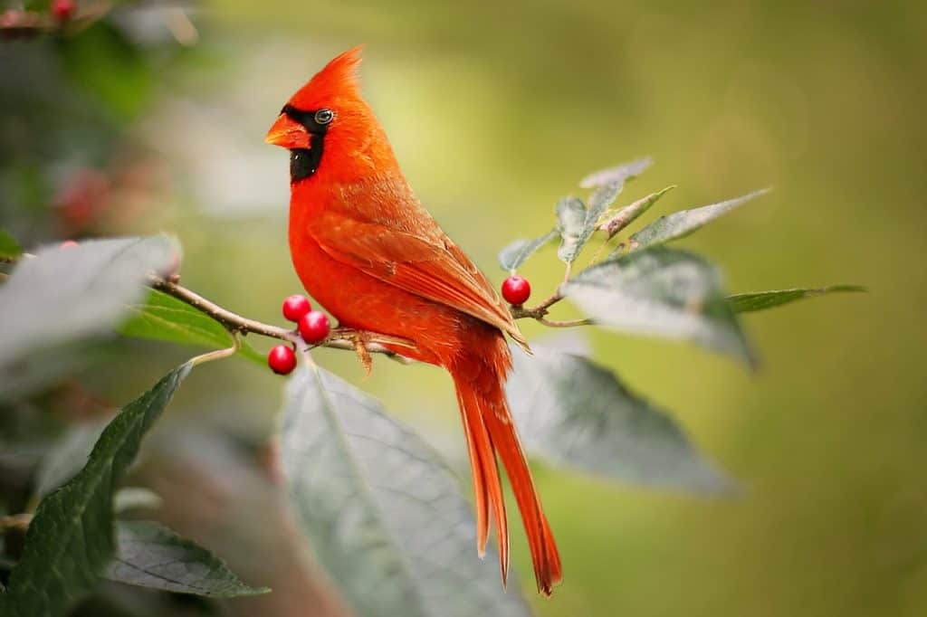 Cardenal