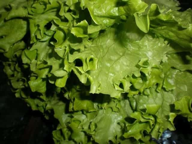 Lechuga rizada