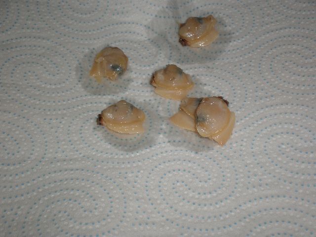 Almejas blancas sin conchas