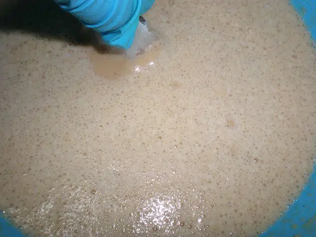 Rebozar los taquitos de congrio