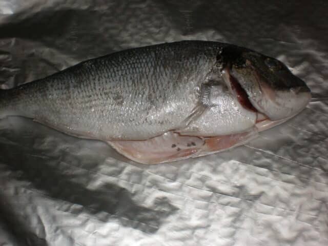 Dorada encima del papel