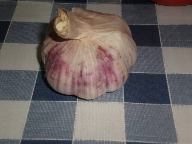 Cabeza de ajo morado