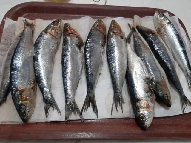 Sardinas frescas