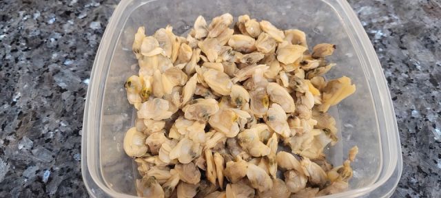 Almejas Almejas