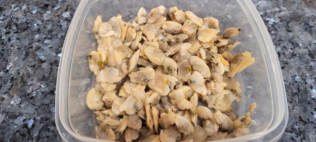 Almejas Almejas