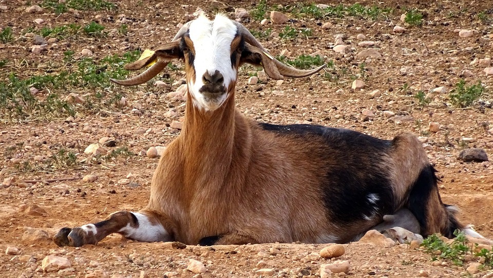 Ganado caprino